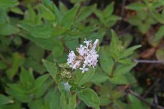 Asperula taurinaBedstro bestellen